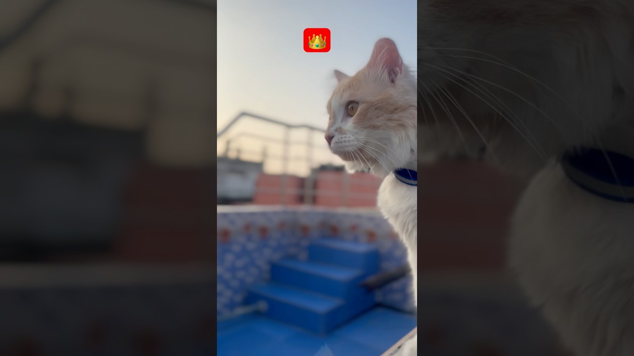 Boss Cat 😼                       #BossCat #FunnyCats #Shorts #shortsfeed #meow