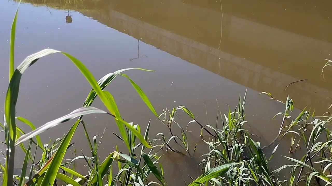 Pescaria de Tilápias em tijucas SC.