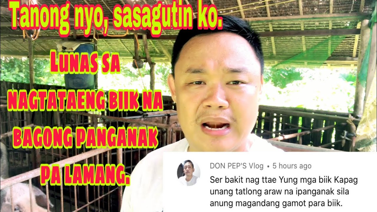 Paano lunasan ang mga nagtataeng biik na bagong panganak pa lamang | Ryan Patenio