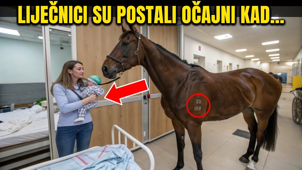 Milijunašev konj upada u bolnicu i sprječava eutanaziju bebe. Ono što se dogodilo poslije je...