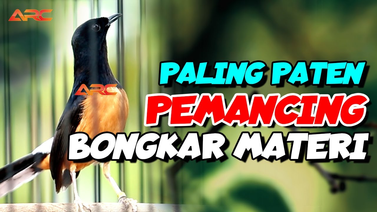 LANGSUNG GACOR ‼️ISIAN MEWAH PANCINGAN EMOSI MURAI BATU YANG MACET BUNYI CEPAT GACOR