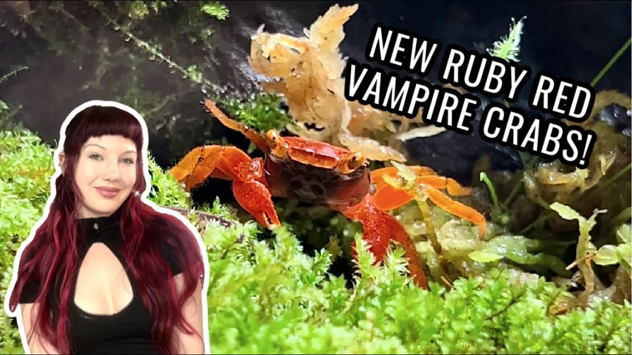 Adding new VAMPIRE CRABS to my vivarium!