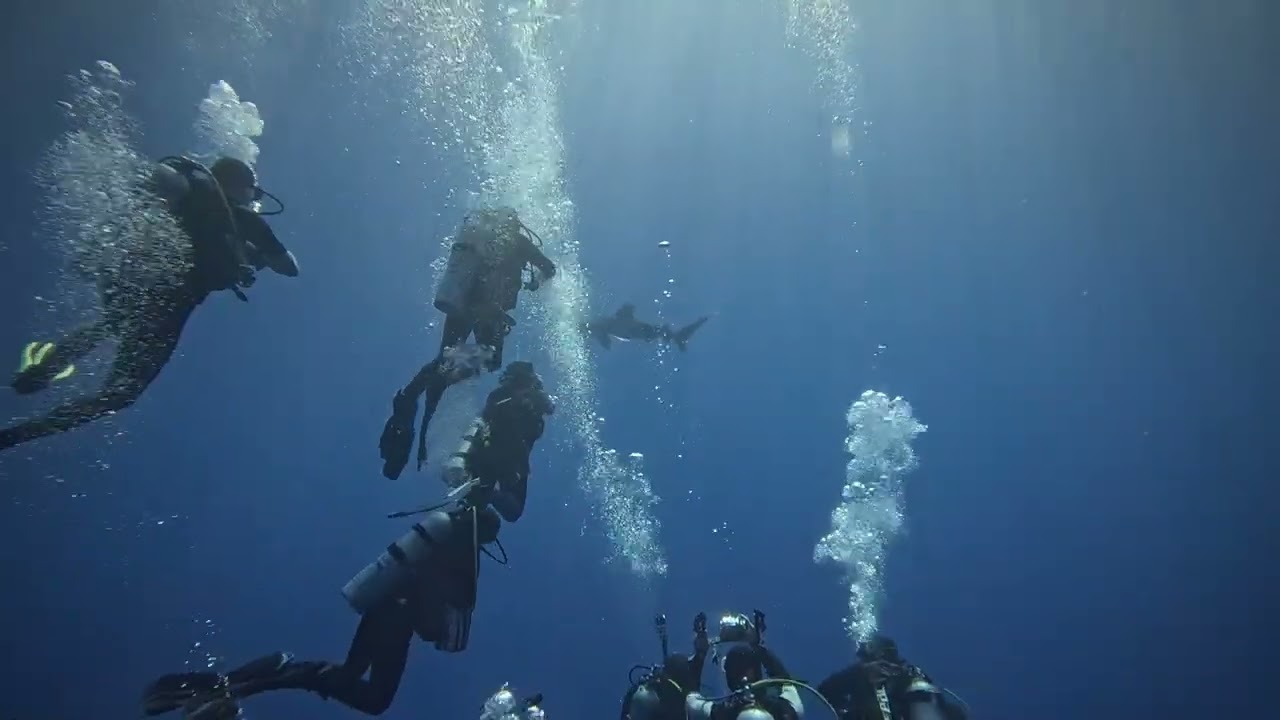 Egipt 10.2025 - Daedalus Reef, Ocean White Tip Sharks 