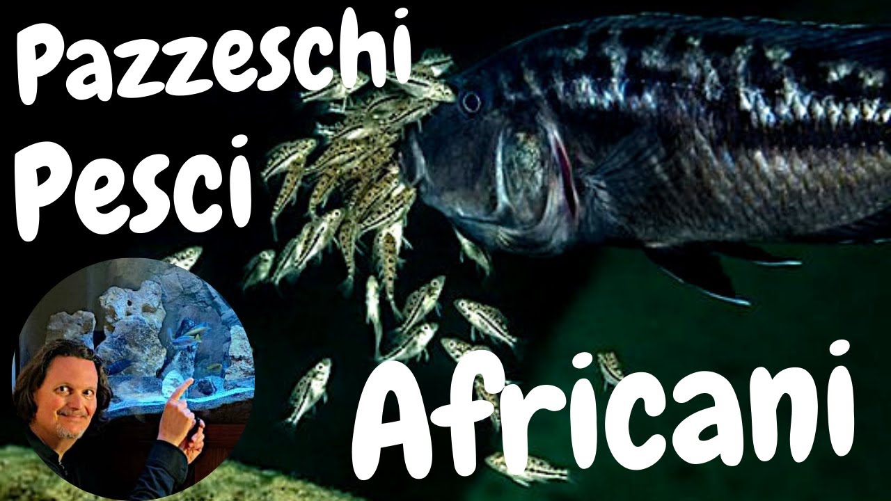 CHI SONO I CICLIDI AFRICANI E LE SCOMODE VERIT&Agrave;: dai laghi Malawi, Tanganica e Vittoria all'acquario