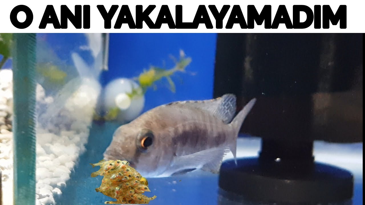 KUSMA ANINI YAKALAYAMADIM, akvaryum balıkları