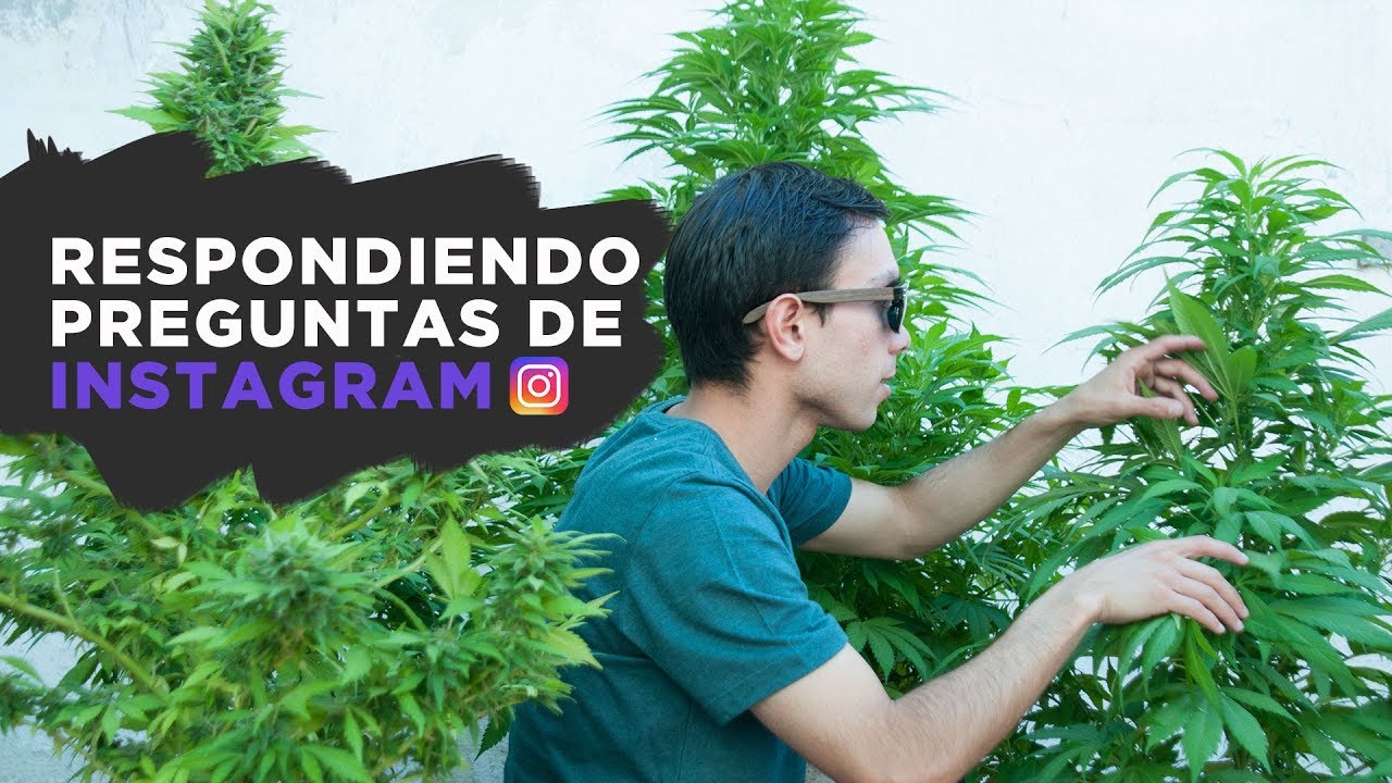 Preguntas y Respuestas sobre el cultivo de marihuana