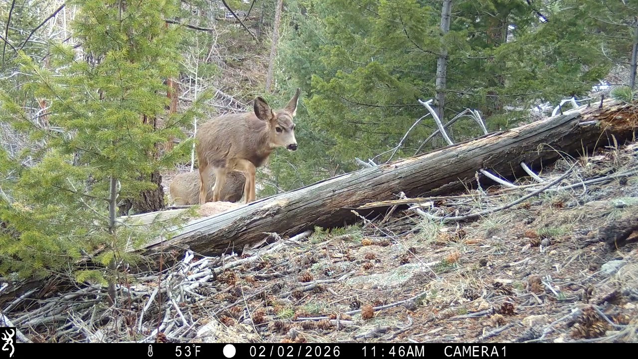 Mule deer doe and YOY