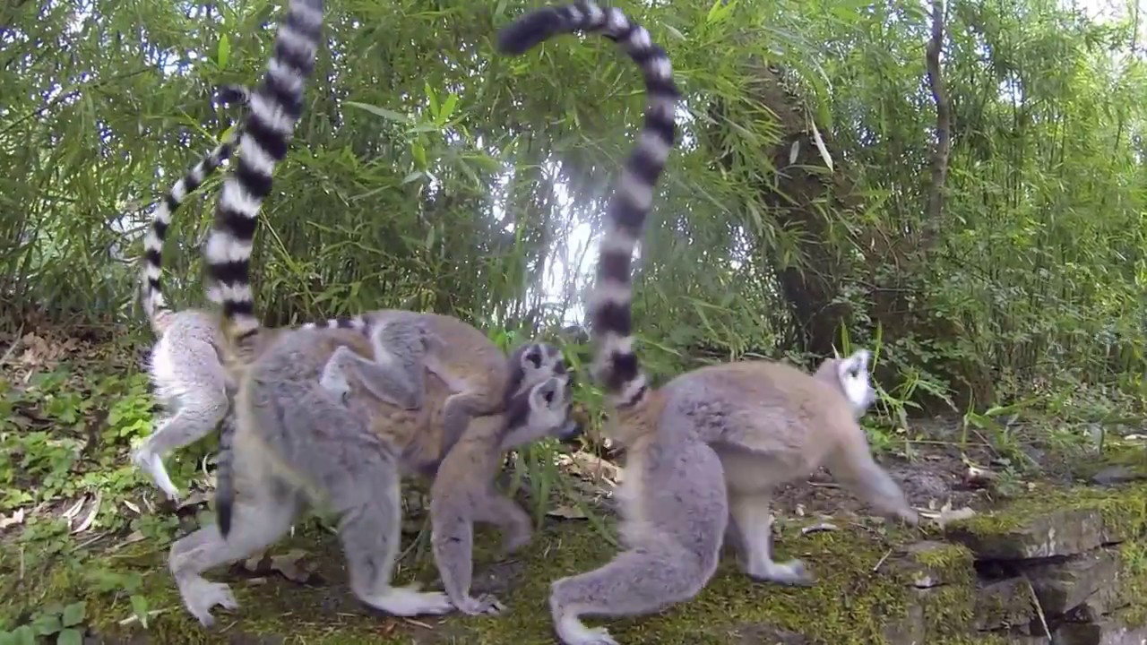 So many Ring-tailed lemur | Apenheul - Primate Park