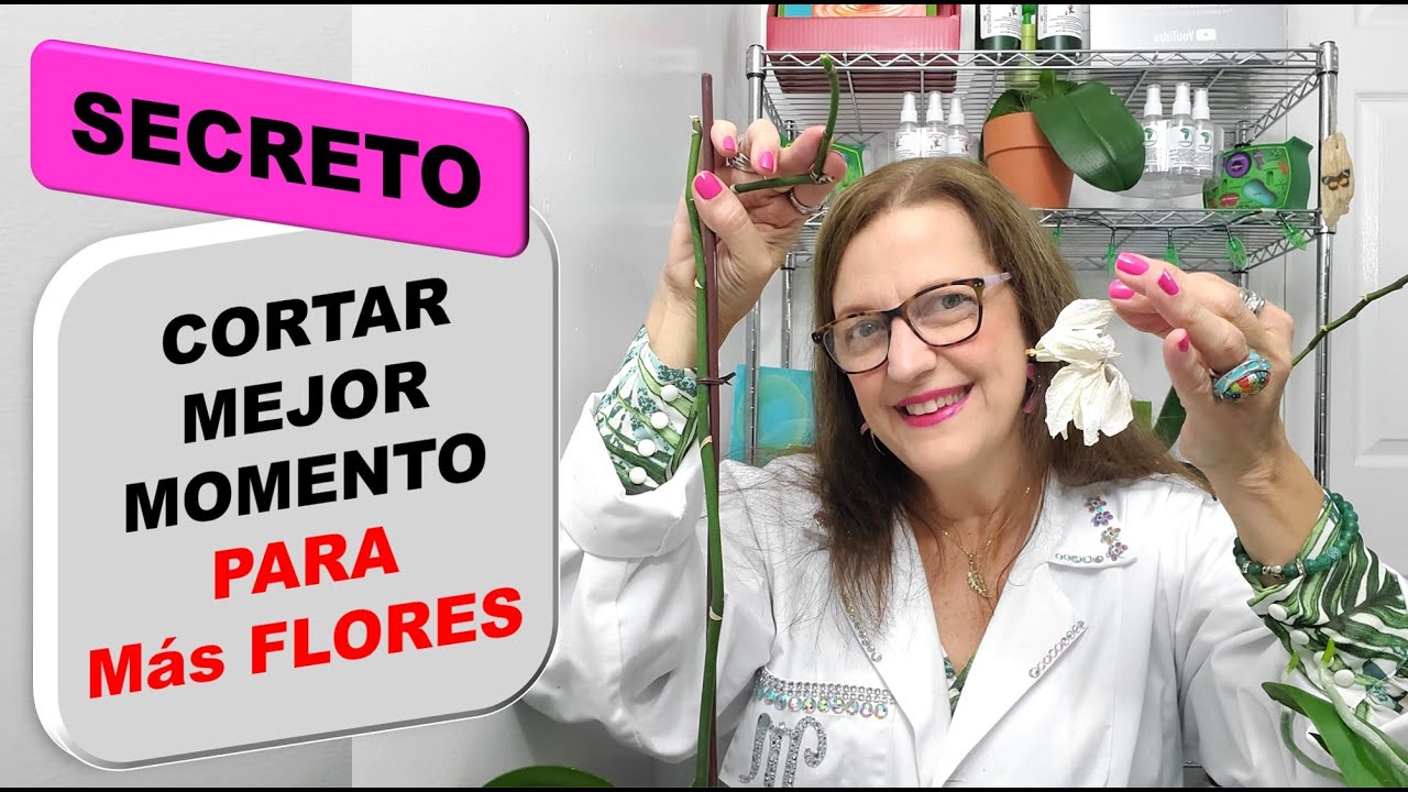 Secreto para hacer florecer la orquidea Phalaenopsis como nunca antes cuando cortar vara floral #293