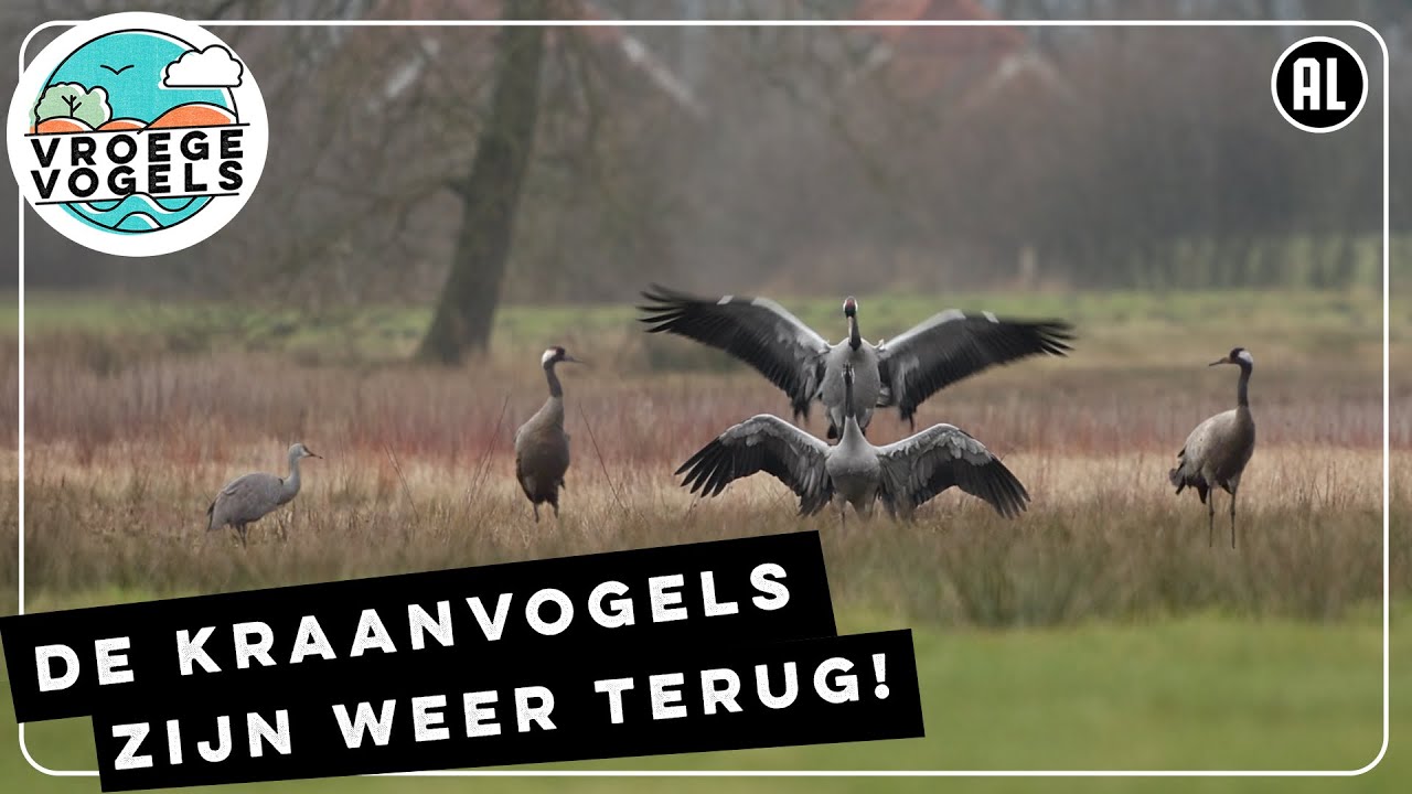 Eerste kraanvogels gaan paren | Zelf Geschoten | Vroege Vogels