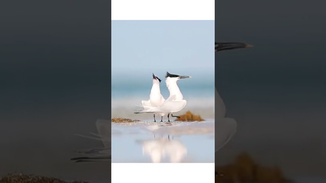 La Laa La Laa #Lastbirdshots #nutsaboutbirds #featuredwildlife #audobon #featherperfection #igbirds