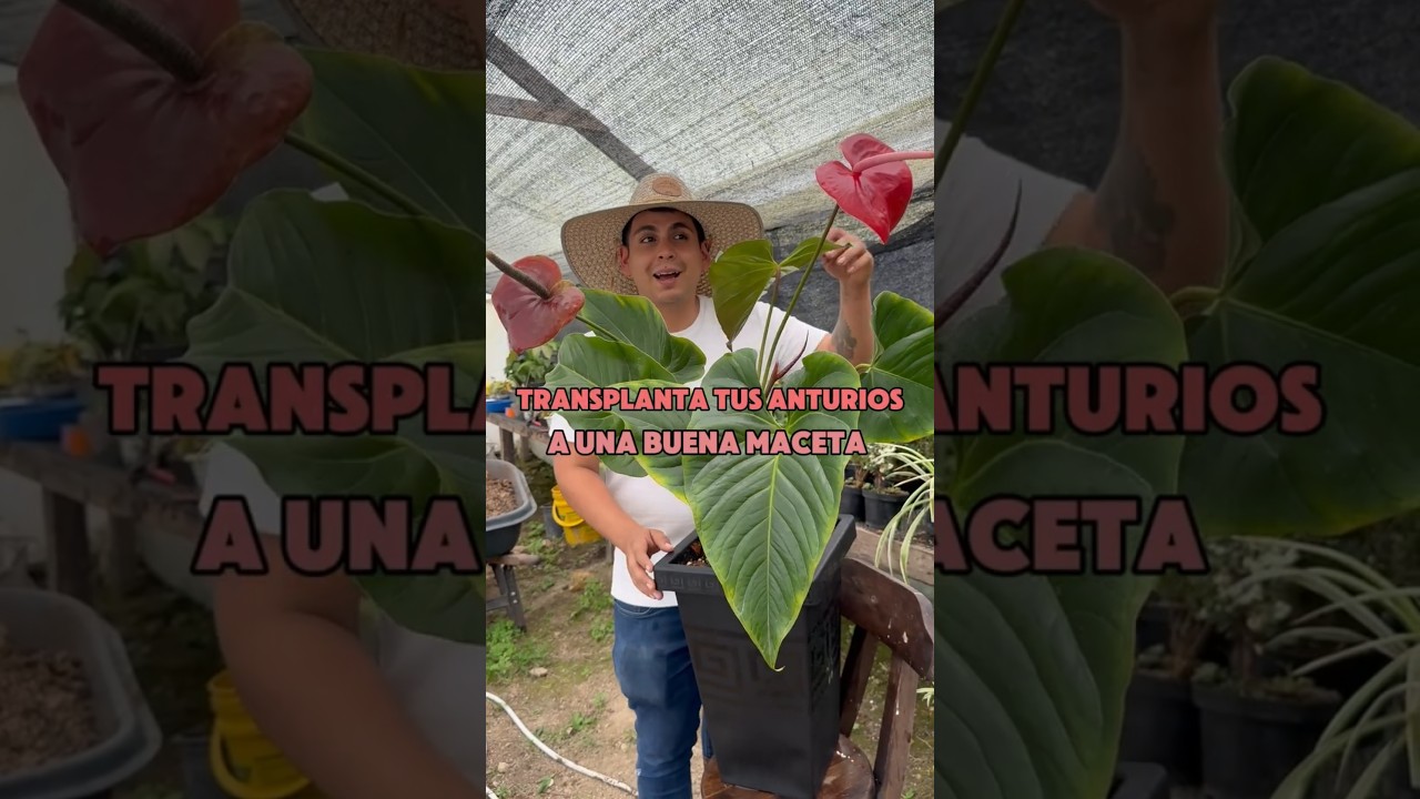 🌱 &iexcl;La mejor maceta para tus anturios est&aacute; aqu&iacute;! 🪴 As&iacute; trasplant&eacute; mi anturio a su nueva matera ZIPA