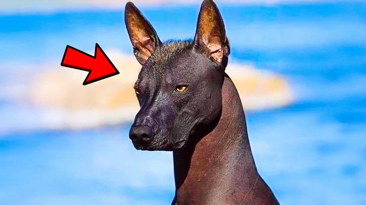 Family Adopts Strange Dog – When the Vet Sees Him, He Calls the Police!