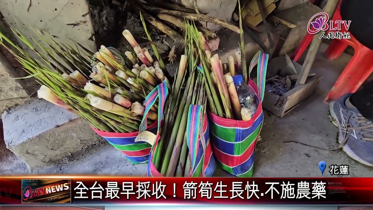 20250328花蓮箭筍季開跑！跟著筍農進山採筍趣｜‪ @FGSBLTV