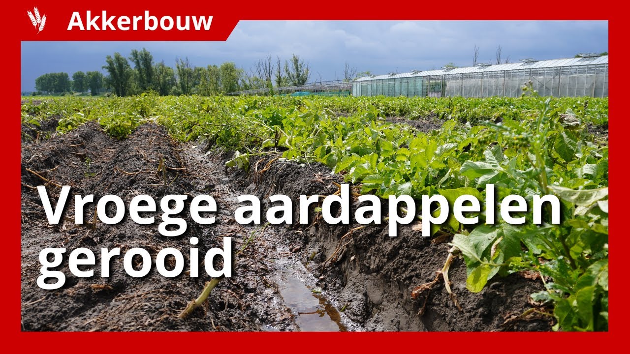 Eerste vroege aardappelen gerooid in Sint-Annaland