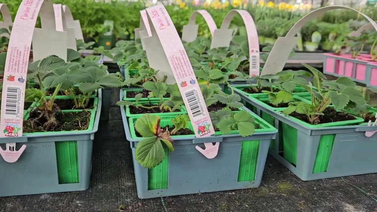 Quoi faire au potager du 02 au 08 mars !