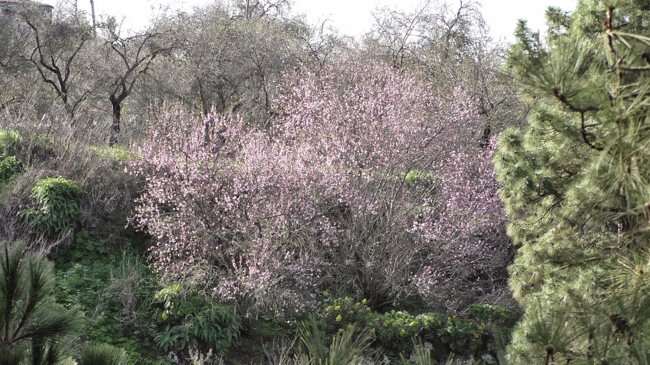 Fahrt durch die Mandelblüte von Las Tricias, La Palma (Kanaren)