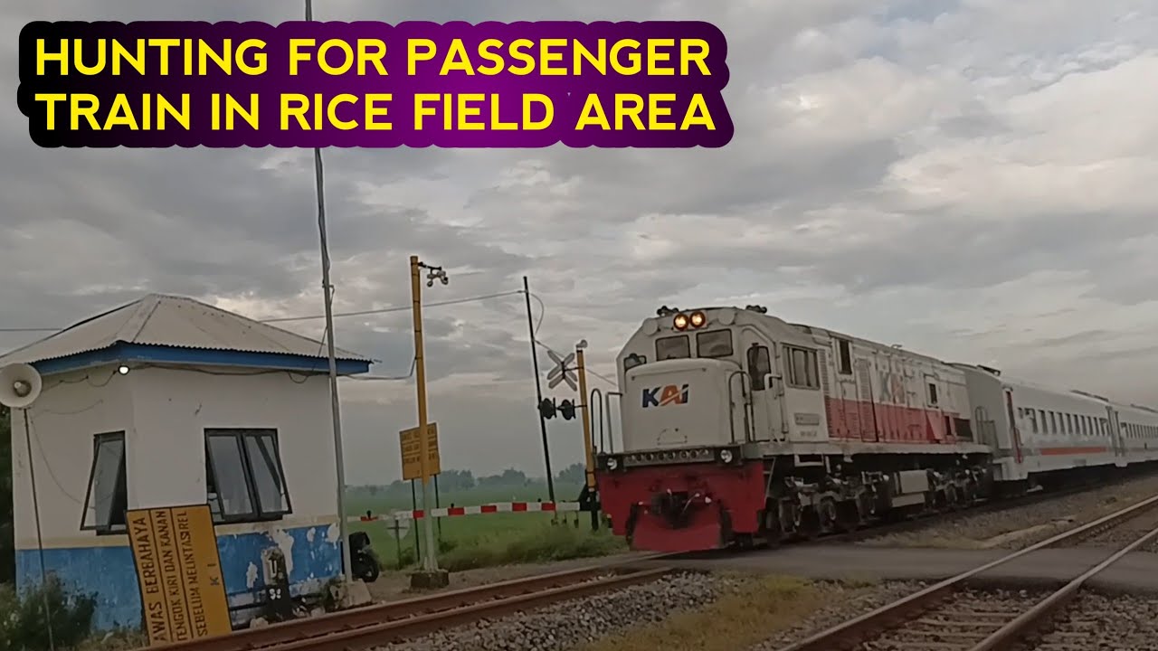 HUNTING FOR PASSENGER TRAIN IN RICE FIELD AREA IN THE MORNING