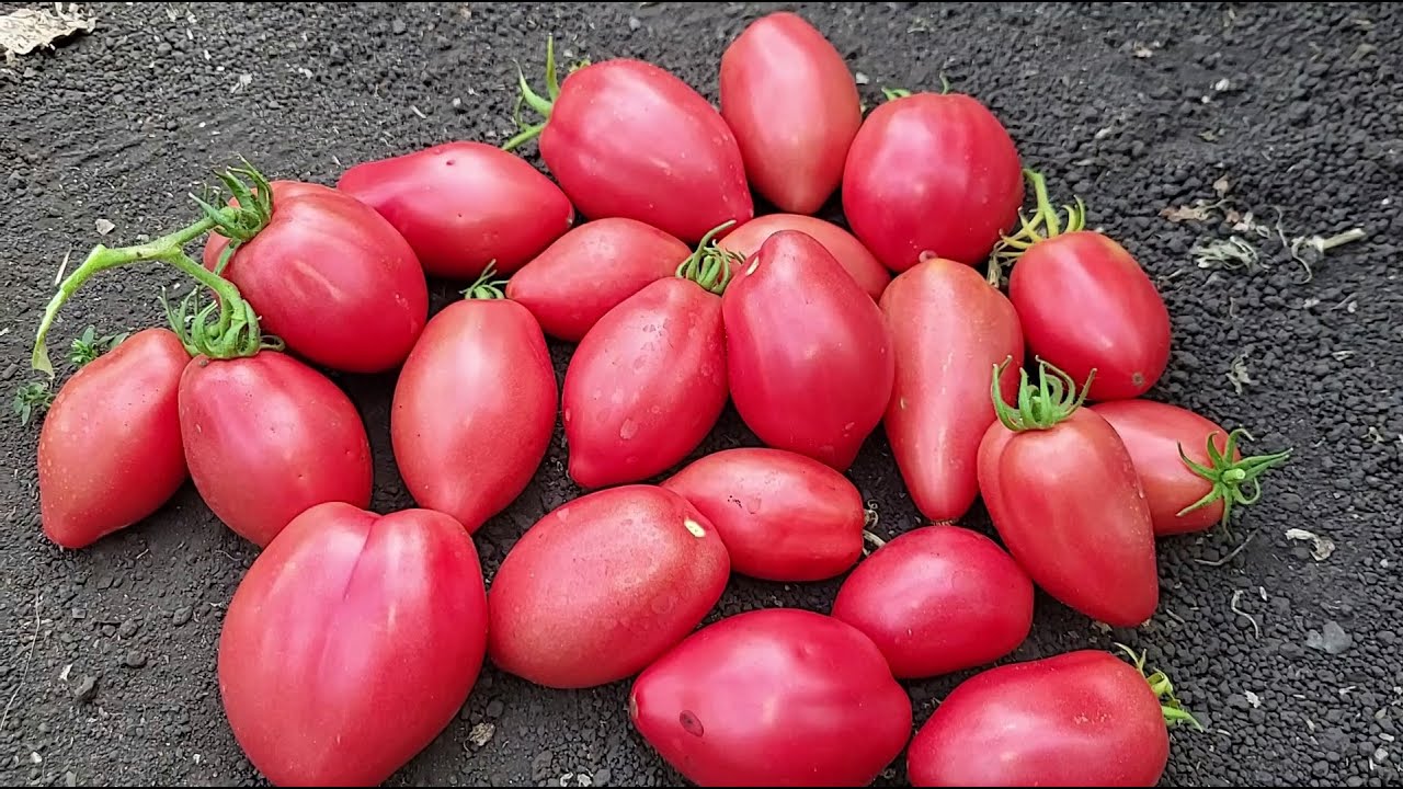 Этот томат будете собирать ведрами, не болеет, дает много урожая, вкусный, сладкий, неприхотливый
