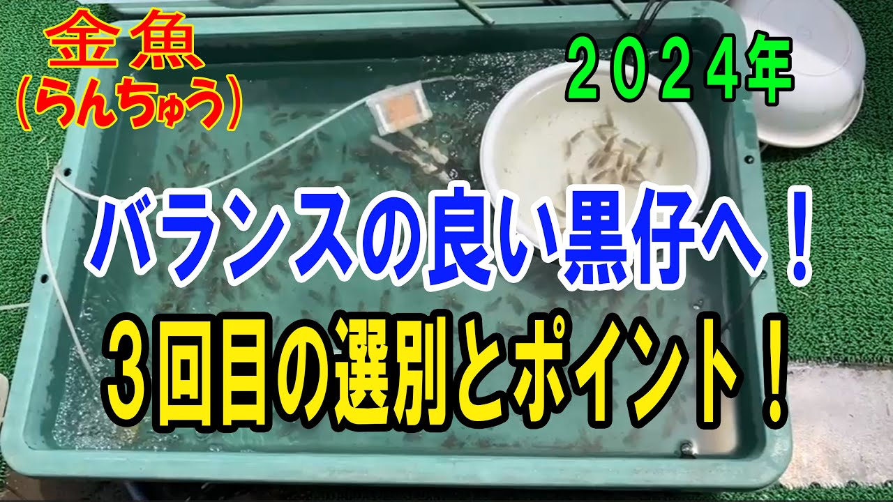 #らんちゅう