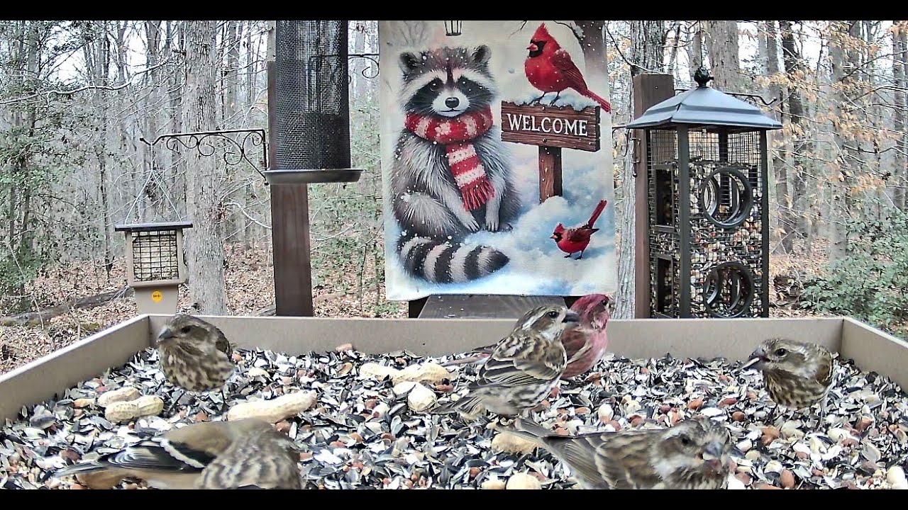 Streaming LIVE ** Birds on the Bluff Main Feeding Platform Camera ** 1/15/2026