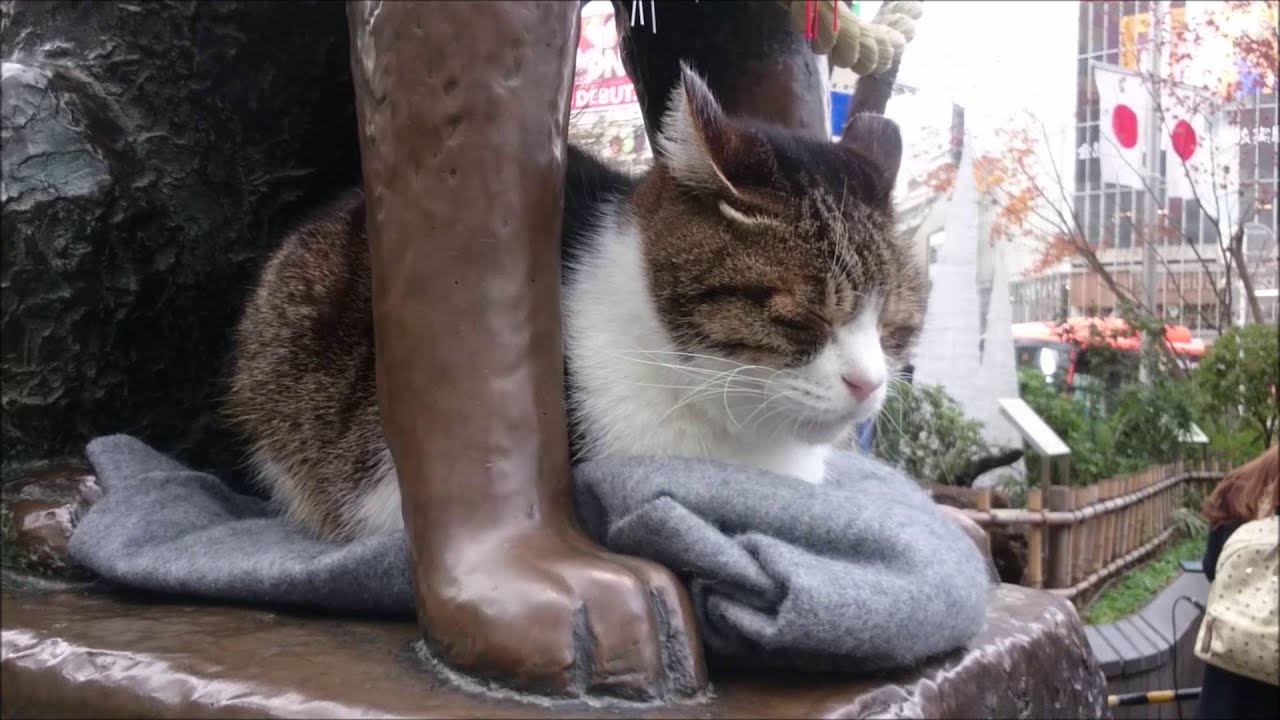Hachiko with a cat 2016