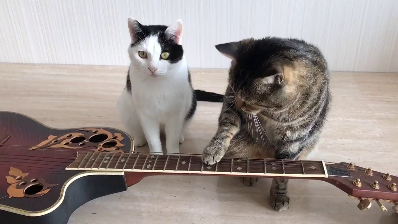 2 cats play the guitar