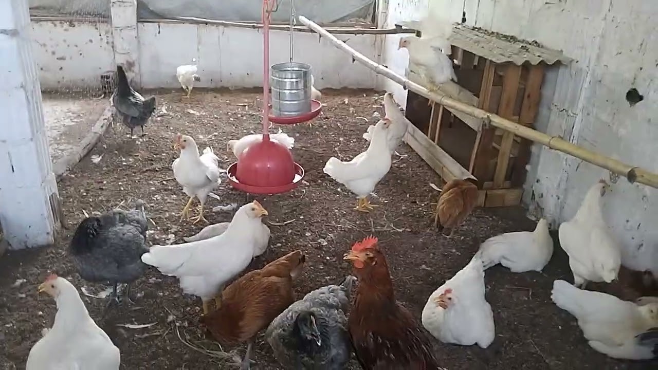 Criação de galinha que já entrou em postura.
