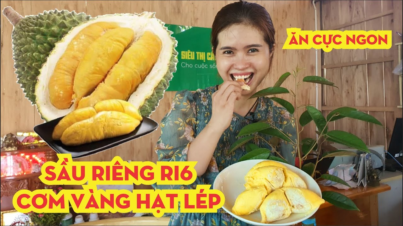 Sầu Ri&ecirc;ng Ri6 Ăn Ngon Như Thế N&agrave;o - Trồng Bao L&acirc;u Ra Tr&aacute;i - Sầu Ri&ecirc;ng Dễ Trồng