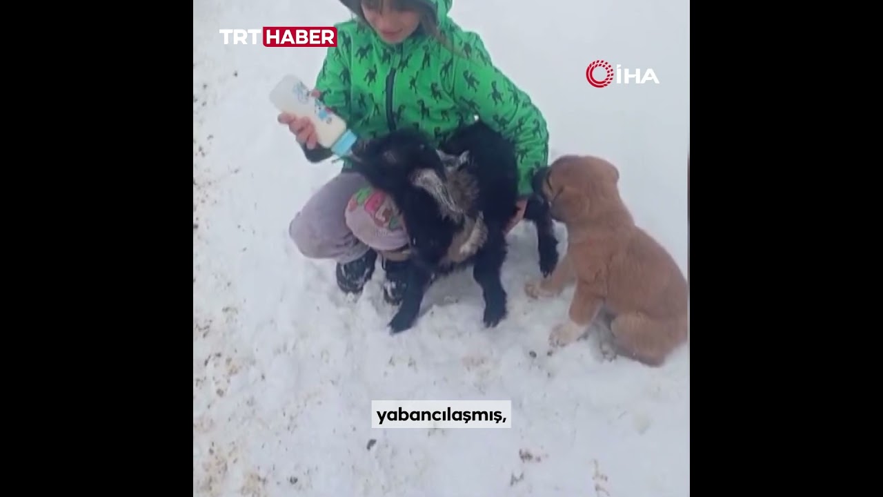 Tunceli'de fırtına nedeniyle kaybolan kuzu, 3 g&uuml;n s&uuml;ren arama &ccedil;alışmaları sonrası sağ bulundu