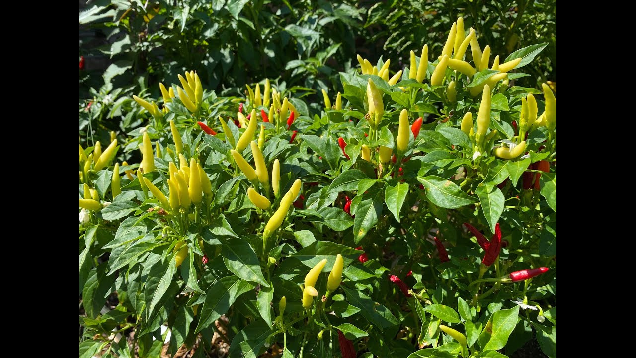 2021 Super Hot Grow Series Ep10 - So Many Peppers