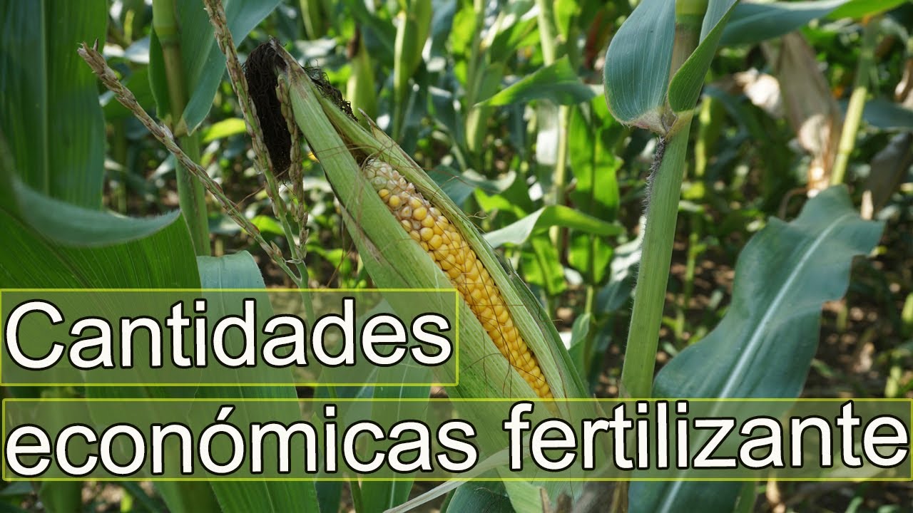 Fertilizaci&oacute;n en el CULTIVO del ma&iacute;z -Como fertilizar el ma&iacute;z cantidades