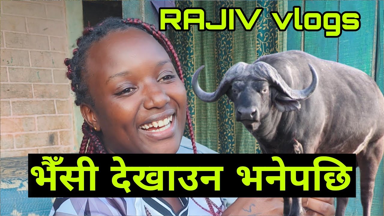 African Kali Sathi Lai Buffalo herna man lagepaxi.#viralvideos #fypviral 