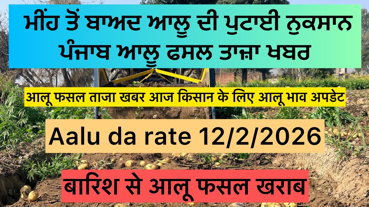 ਮੀਹ ਤੋ ਬਾਅਦ ਆਲੂ ਪੁਟਾਈ । मंडी मे आलू के भाव ने बना दिया नया रिकॉर्ड । ਆਲੂ ਦਾ ਹੋਇਆ ਨੁਕਸਾਨ ਮੀਹ ਨਾਲ 