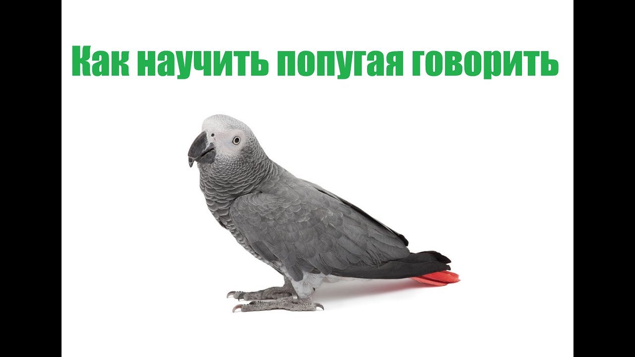 Как Научить Попугая Говорить & ТОП-7 Факторов Обучения Попугая Говорить. Ветклиника Био-Вет