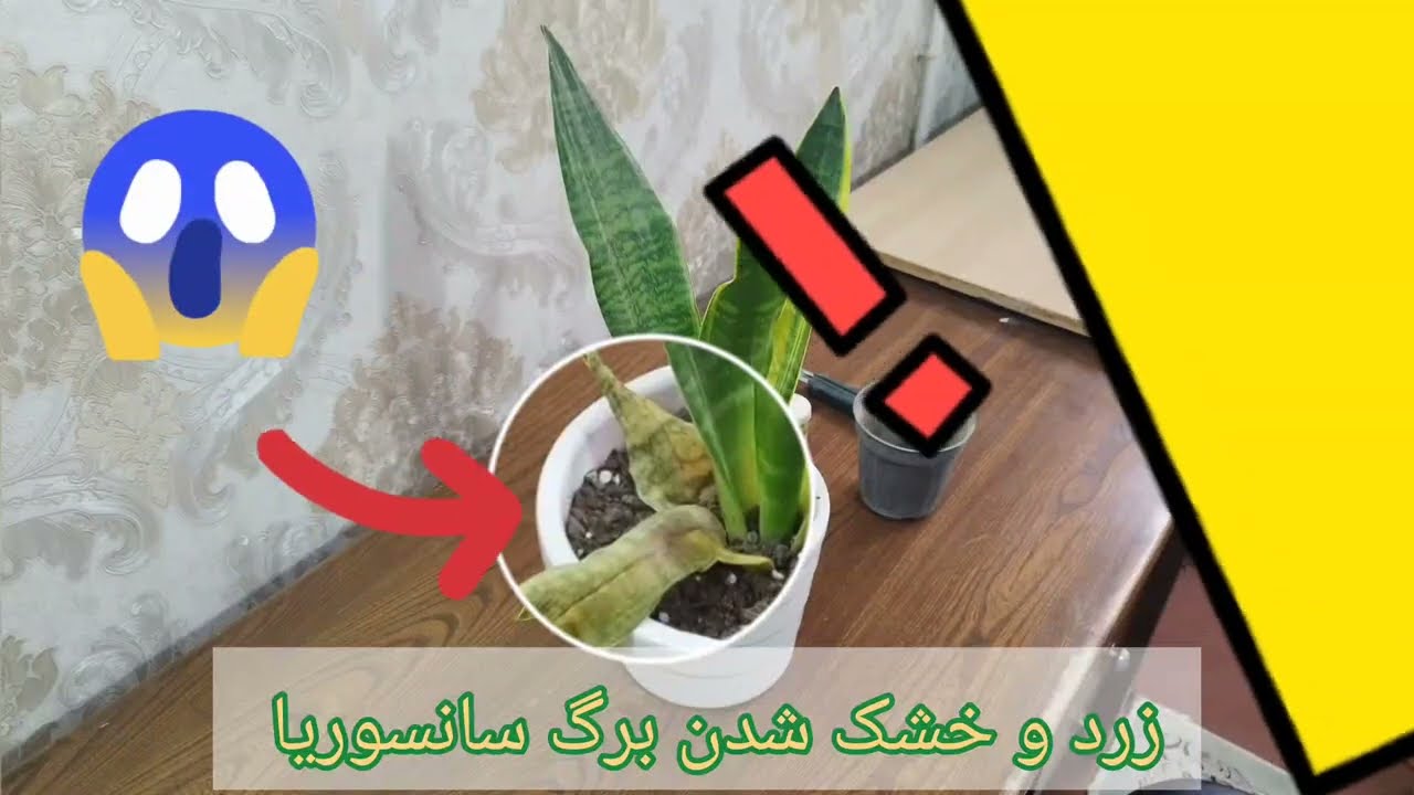 اگر برگ گیاه سانسوریا زرد و خشک شد حتما این کار رو انجام بده.