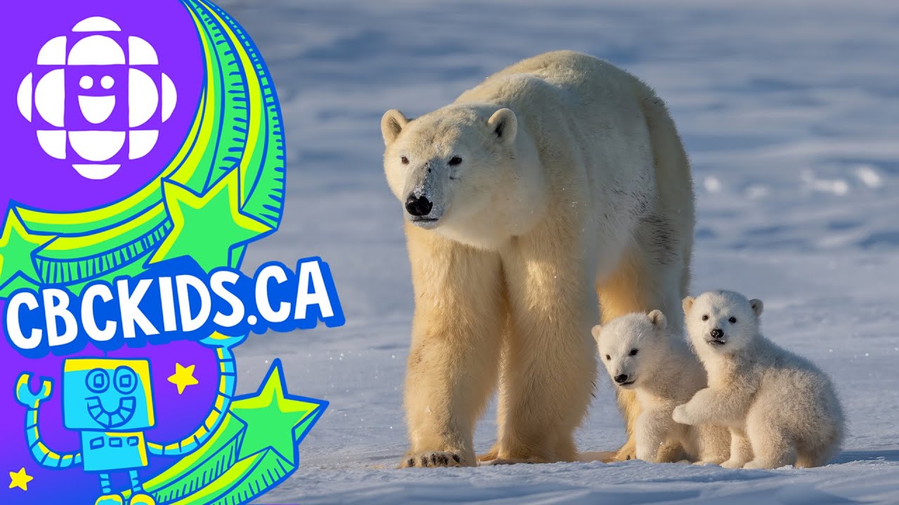 The Polar Bear | Amazing Animals | CBC Kids