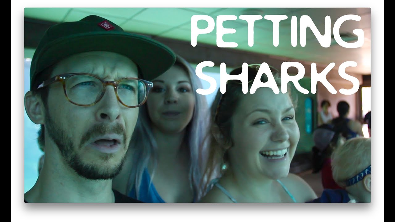 Petting Sharks