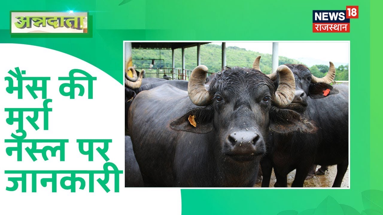 Murrah Buffalo Farming | भैंस की मुर्रा नस्ल पर जानकारी | Annadata