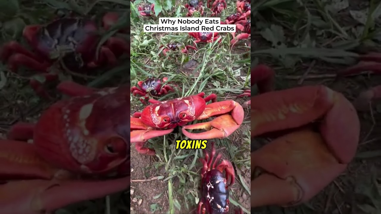 Why Nobody Eats Christmas Island Red Crabs