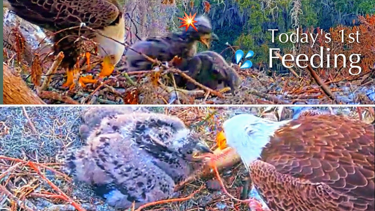 #211🦅🐥32°🐥27°／Winter Park Eagle Nest 2026／Against All Odds:One-Eyed Mom／by Winter Park Eagle Cam