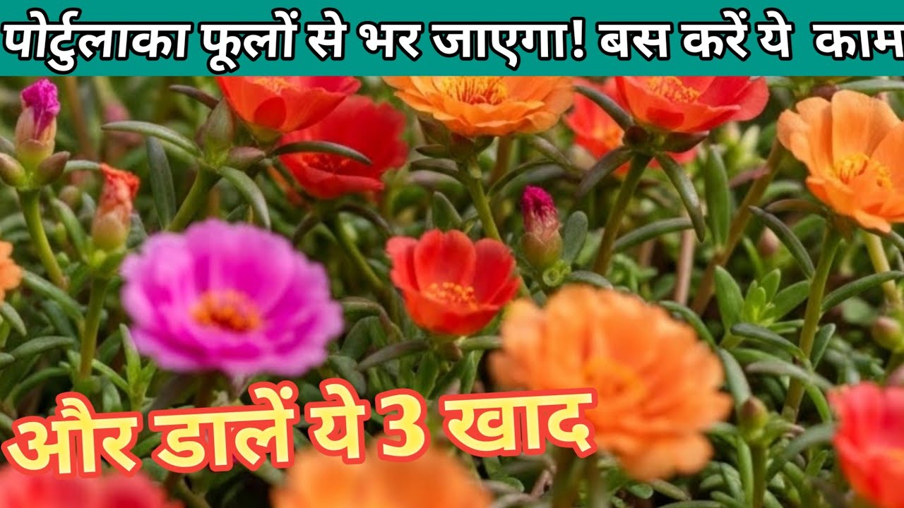 ढेरों फूलों के लिए जादुई नुस्खाः सफाई के साथ डालें ये 3 चीजें @Greennerylife 