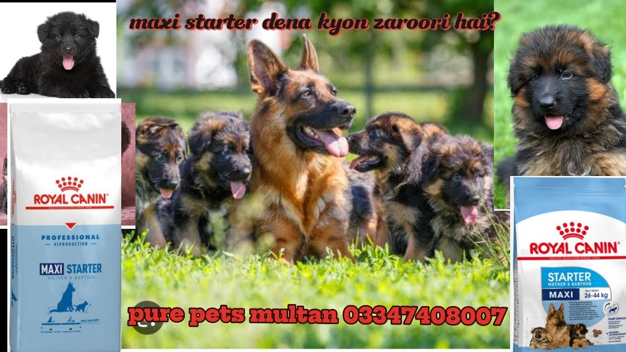 Maxi starter dena kyo zaroori hai ?/royal canin maxi starter feeding guide /maxi starter review