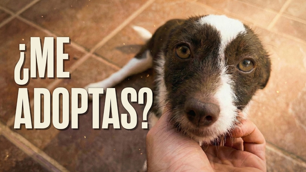 &iquest;Me adoptas? La historia de Elliot
