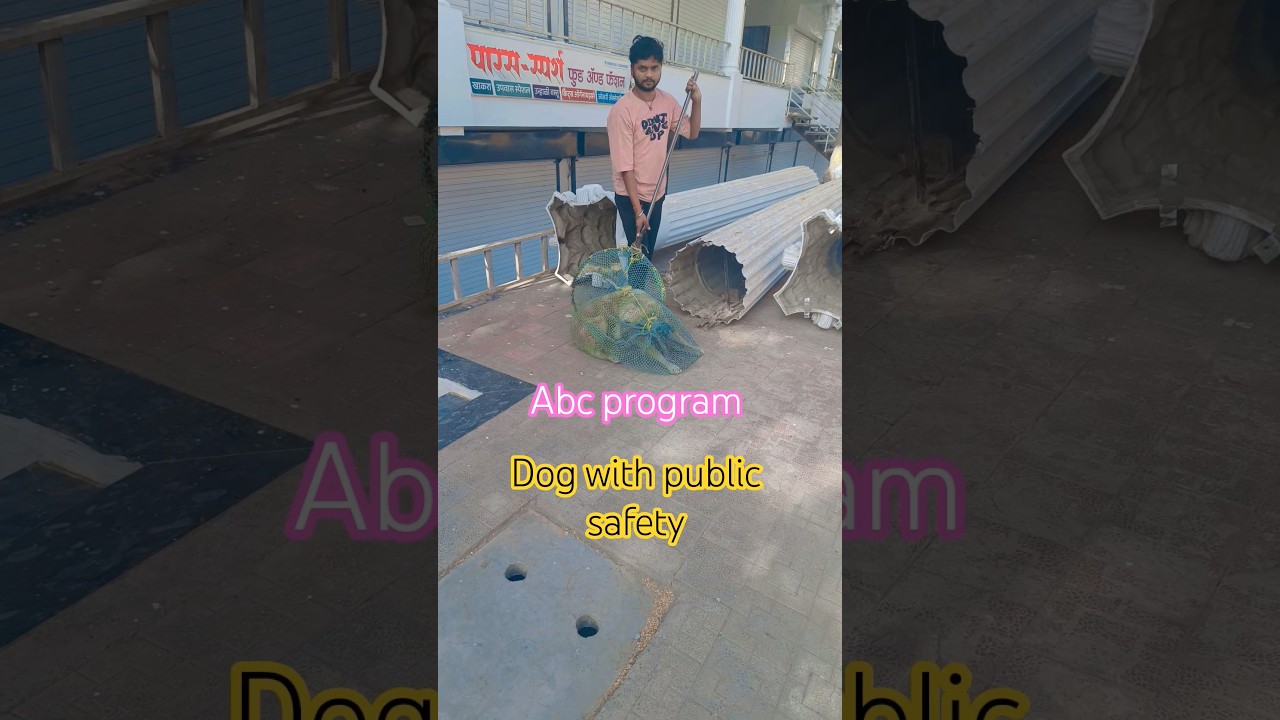 Dog with public safety 👍👍👍#dog #animal #rescue #animalrescue #streetdog viralshort #dogsworld #dog
