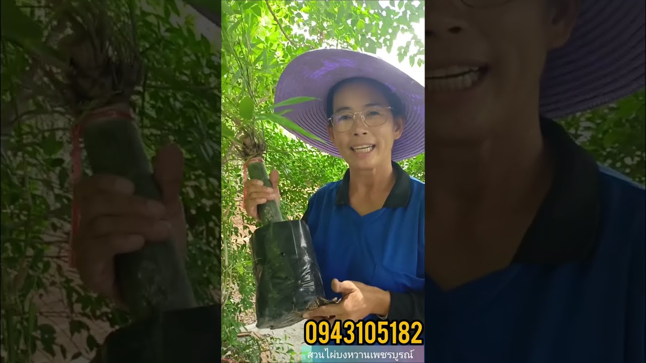 ไผ่บงหวานเพชรน้ำผึ้ง เบอร์9
