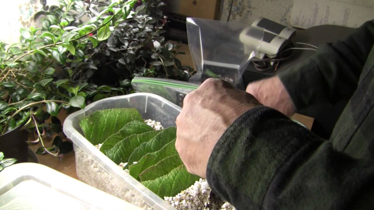 Propagation of Streptocarpus