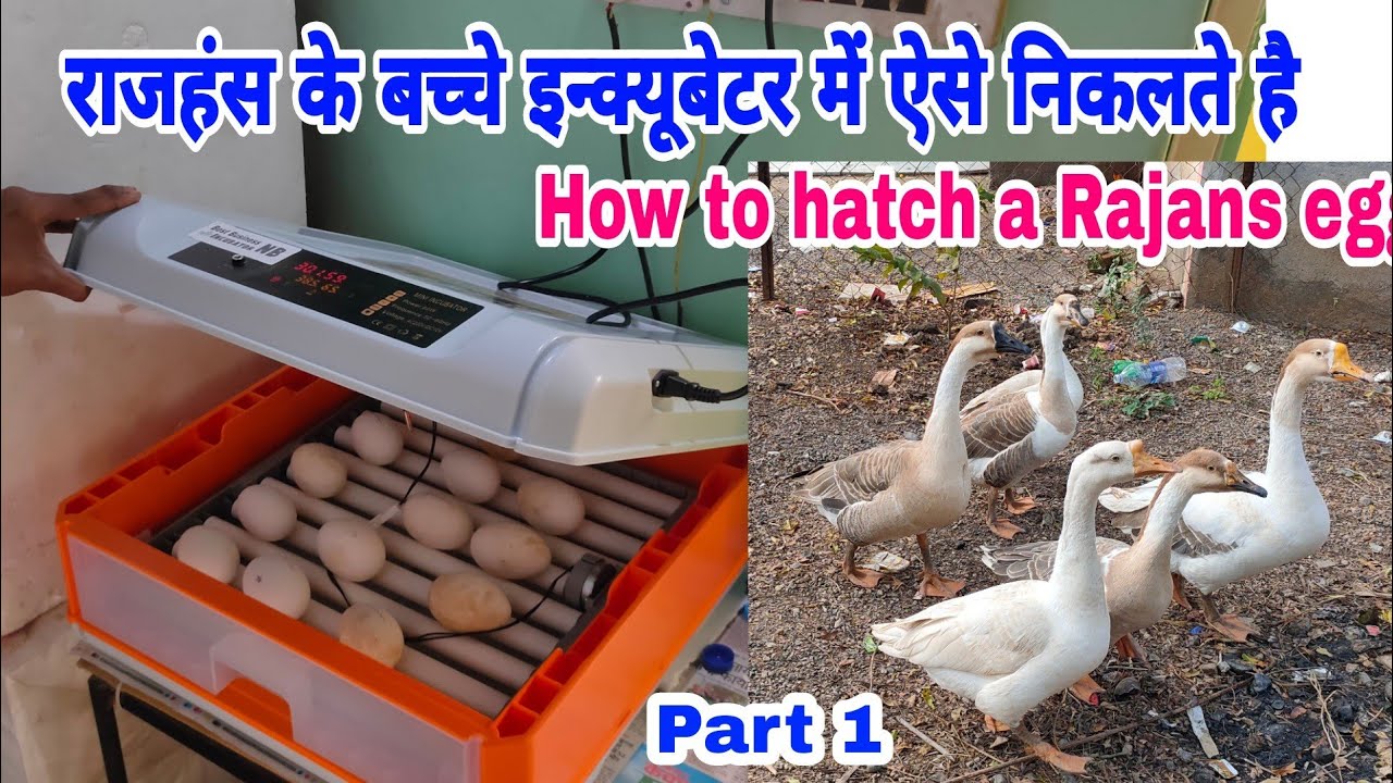 राजहंस के अंडे से बच्चे कैसे निकले पार्ट 1 | How to hatch a rajhans egg part 1