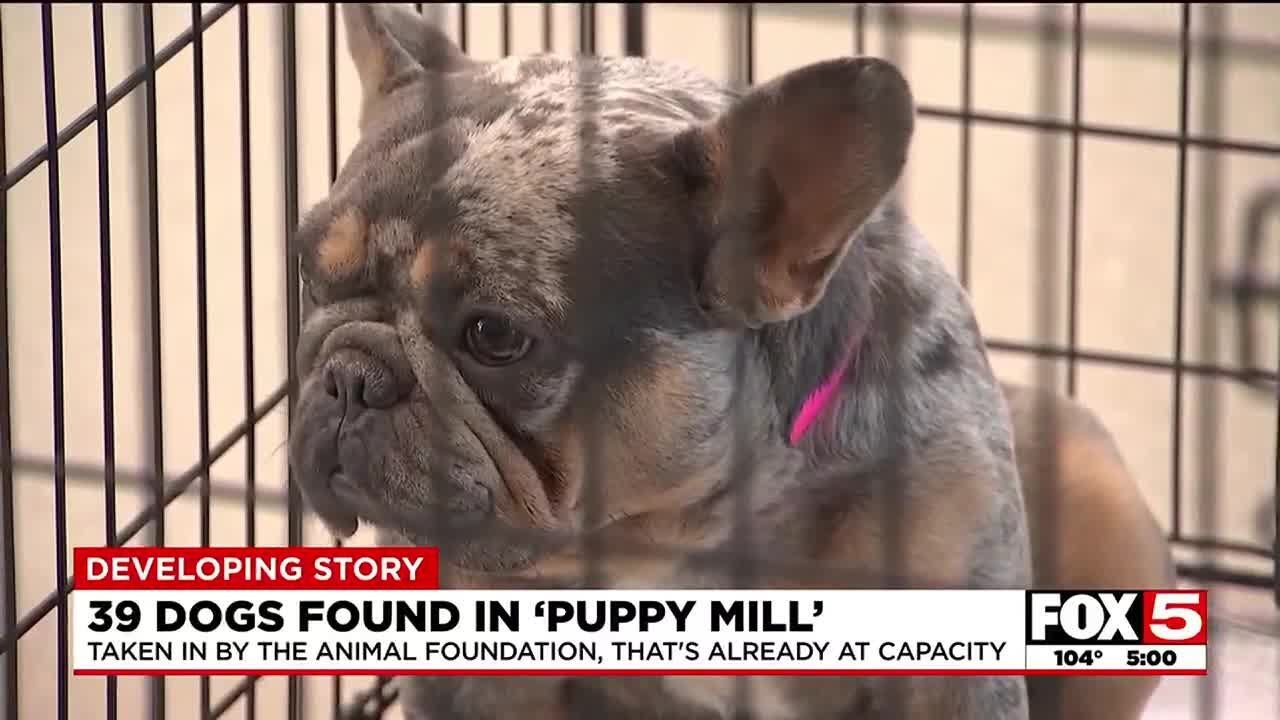 39 dogs found in ‘puppy mill’ taken in by overcrowded Las Vegas shelter