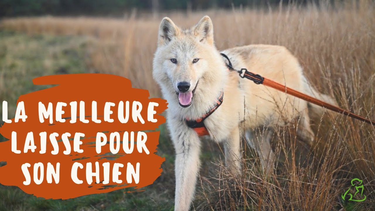 Quelle-est la meilleure laisse pour son chien ?